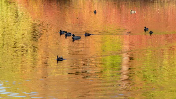 Kachny ve vodě s podzimními odrazy — Stock fotografie