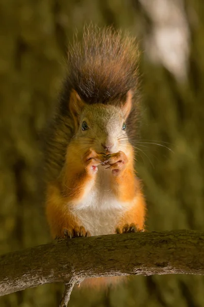 Esquilo em um galho de árvore — Fotografia de Stock