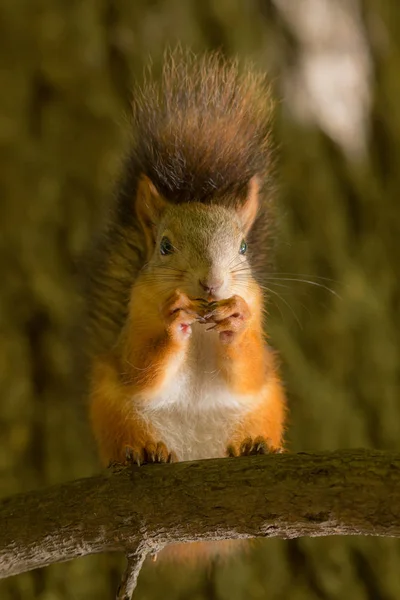 Squirrel на ветке дерева — стоковое фото