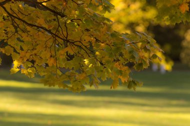 Önplanda akçaağaç dalı