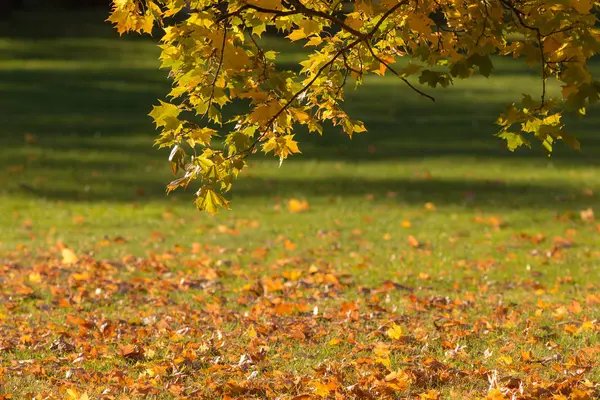 Paesaggio nel parco autunnale — Foto Stock