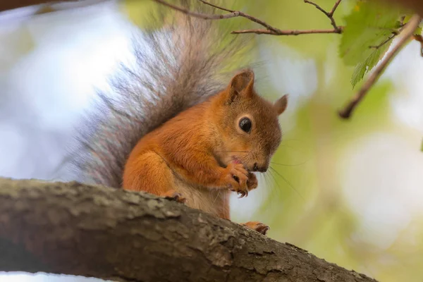 Squirrel на ветке дерева — стоковое фото