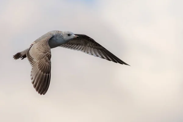 Mouette au premier plan — Photo