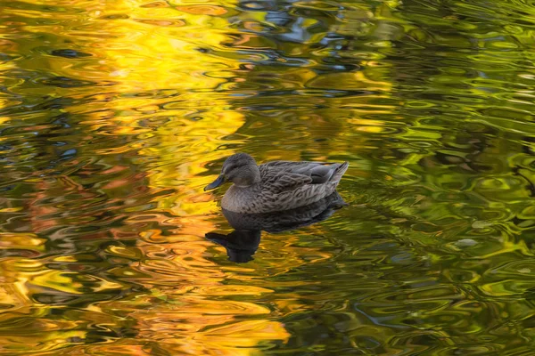 Pato na água — Fotografia de Stock