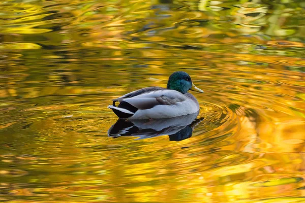 Sonbahar suyunda ördek — Stok fotoğraf