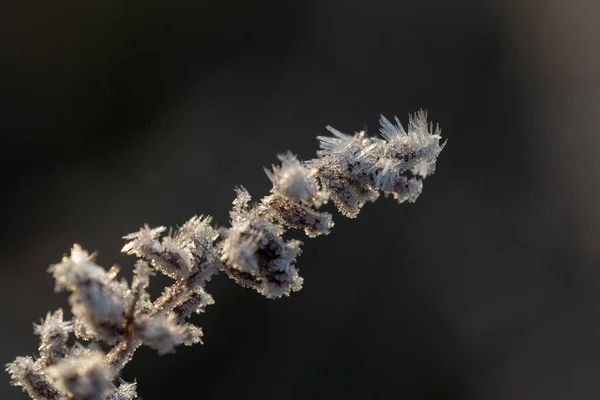 Droge plant close-up — Stockfoto