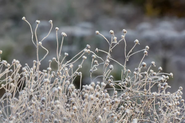 手前の霜に覆われた草は — ストック写真