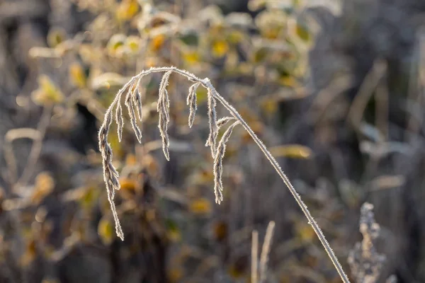 Hoarfrost kuru ot — Stok fotoğraf