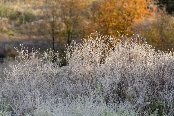 Toprakta çimen olan sonbahar manzarası — Stok fotoğraf