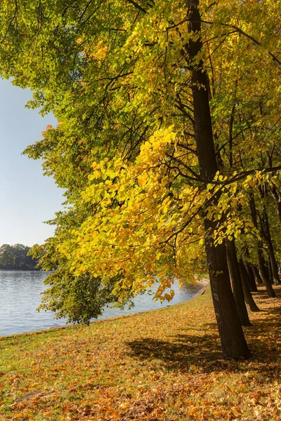 Alberi in autunno — Foto Stock