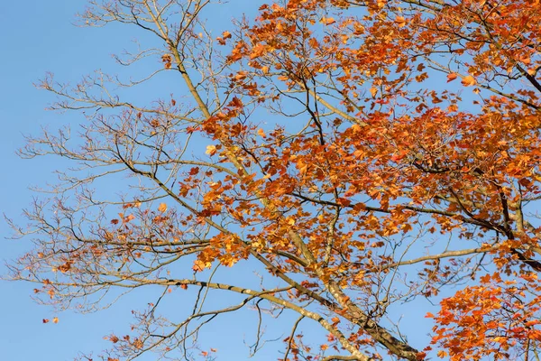 Esdoorntakken met herfstblad — Stockfoto