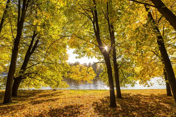 Солнечный пейзаж с деревьями — стоковое фото