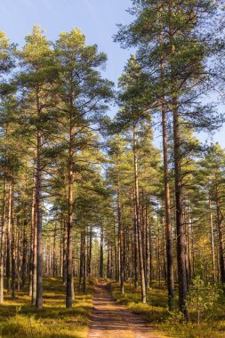 Toprak yollu manzara