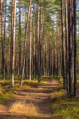 Bir çam ormanı içinde manzara