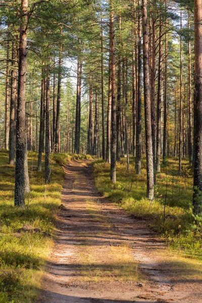 Camino de tierra en un bosque de pinos — Foto de Stock