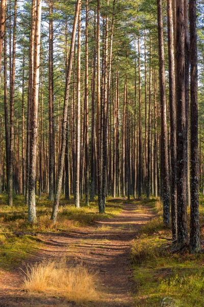 Paisaje en un bosque de pinos — Foto de Stock
