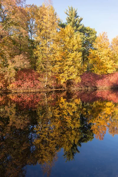 Luminosi alberi autunnali — Foto Stock