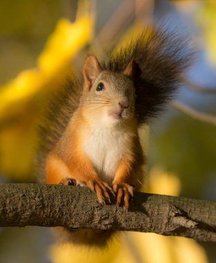 prospirobolussonbaharda sincap