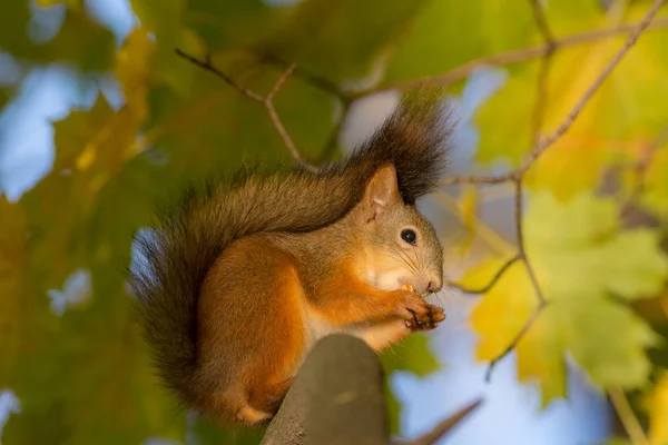 Eichhörnchen im Herbst — Stockfoto