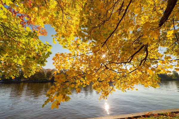 Rami d'acero con fogliame autunnale — Foto Stock