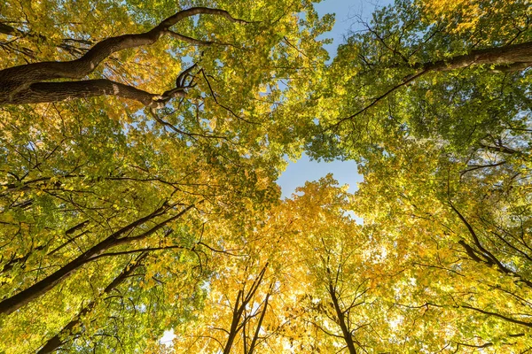 Listnaté stromy koruny na podzim — Stock fotografie