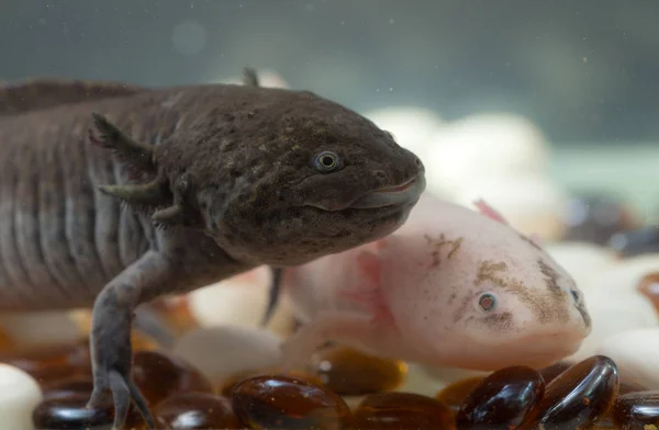 İki axolotl. Kapatın.