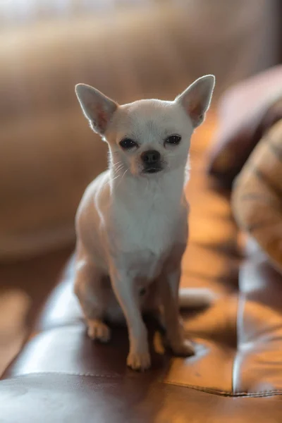 Portrait of a white chihuahua — Stock Photo, Image