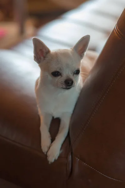Weißer Chihuahua auf einem Sofa — Stockfoto