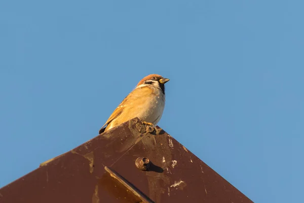Sparrow on the roof — Stock Photo, Image