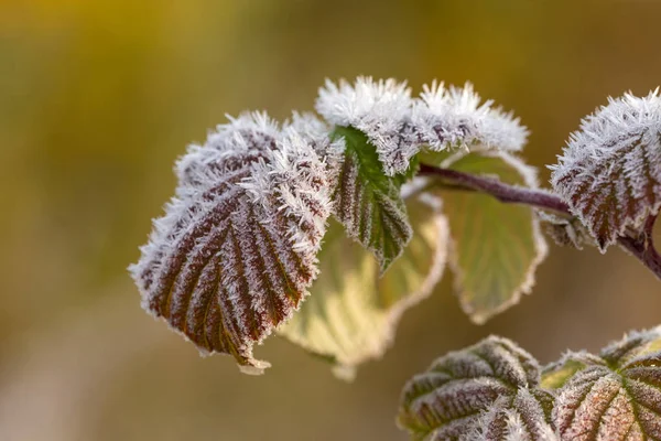 Ramo de framboesa de outono com hoarfrost — Fotografia de Stock