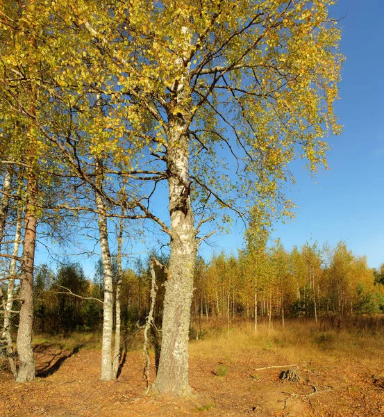 Landschap met herfstberken — Stockfoto