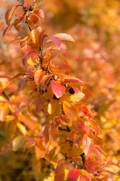Branche de myrtille en automne — Photo