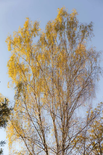 Bouleau au feuillage d'automne doré — Photo
