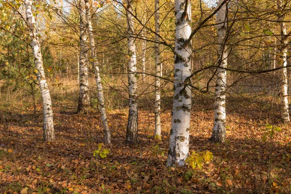 Autumn landscape in a birch grove — 스톡 사진