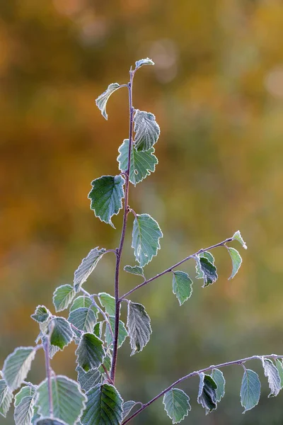 Branche d'arbre avec des feuilles dans le givre — Photo