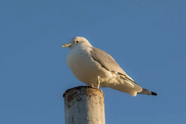 Portrait of a seagull — Stock Photo, Image