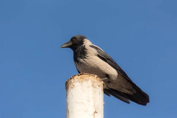 Portrait of a crow — Stock Photo, Image