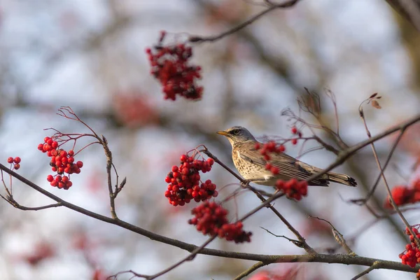 Snowbird on rowan tree — Stock Photo, Image