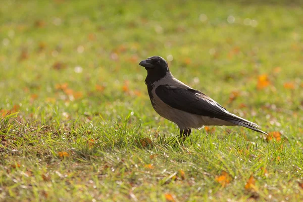 Ворона на траве осенью — стоковое фото