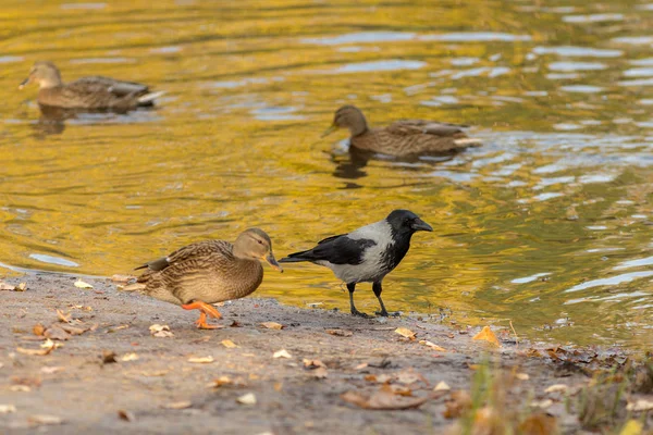 Fåglar på hösten — Stockfoto