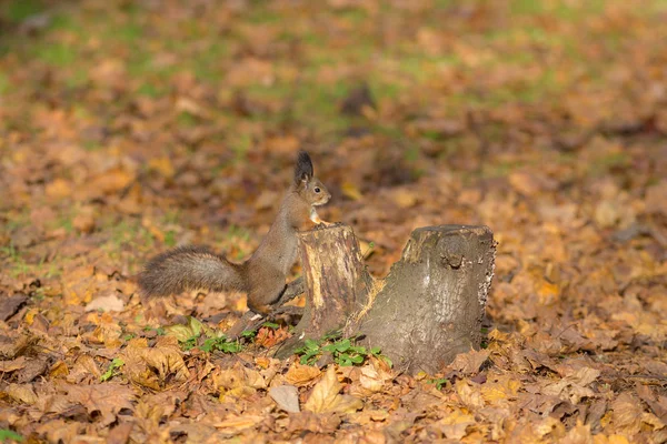 Squirrel near hemp — Stock Photo, Image