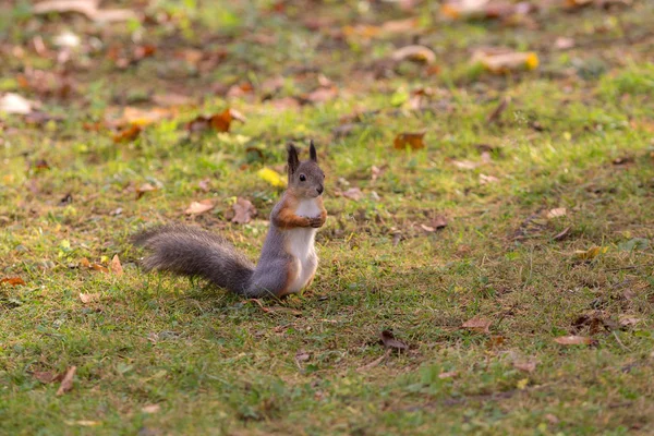 Porträt eines Eichhörnchens — Stockfoto