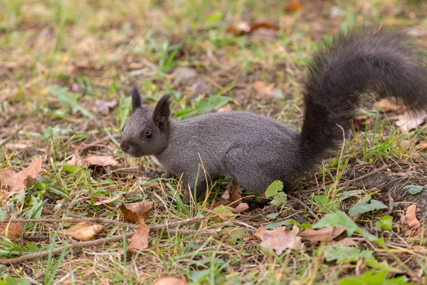 Eichhörnchen mit dunklem Fell — Stockfoto
