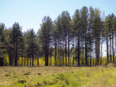 Güneşli bir bahar gününde ormanın kıyısındaki manzara