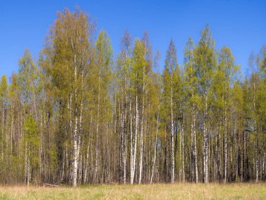 Güneşli bir bahar gününde ormanın kıyısındaki manzara