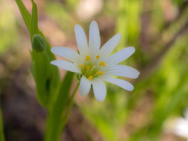Bahar günü civciv çiçeği yakın