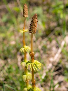 Baharda ön planda at kuyruğu var. Yaklaş.