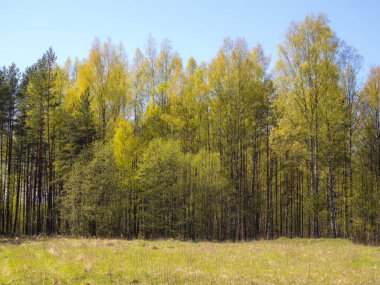 Güneşli bir bahar gününde ormandaki manzara