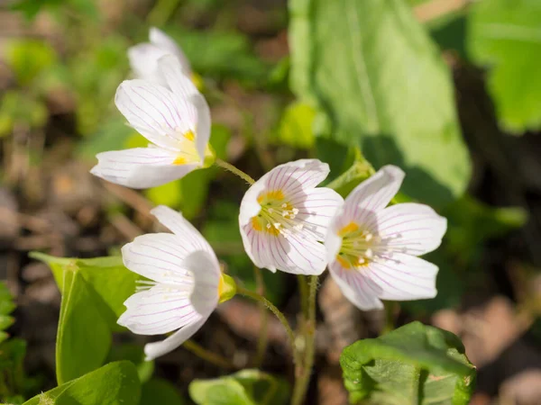 Flor Azeda Dia Primavera Perto — Fotografia de Stock