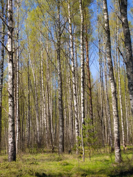 春日阳光灿烂的白桦林中的风景 — 图库照片